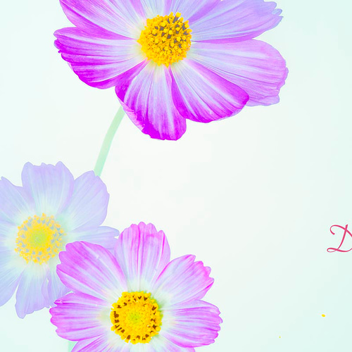 フラワーアート インテリアポスター コスモス 心地よい 風 メッセージ