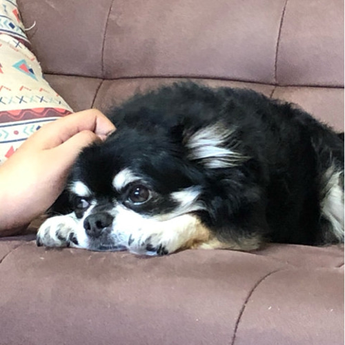 羊毛フェルト犬　コメント、プロフ必読！ 羊毛フェルト【オーダーメイド】うちの子オーダー✴︎犬✴︎愛犬