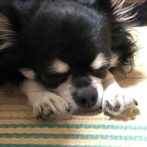 羊毛フェルト【オーダーメイド】うちの子オーダー✴︎犬✴︎愛犬