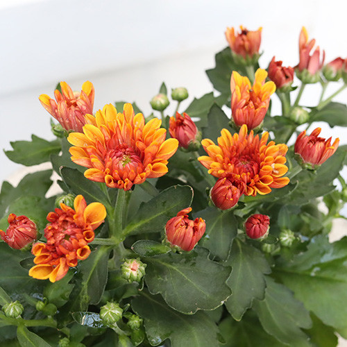 柳沢正人、【刻を見る丘】、希少画集画より、状態良好、新品高級額装付 柳沢正人、【刻を見る丘】、希少画集画より、状態良好、新品高級