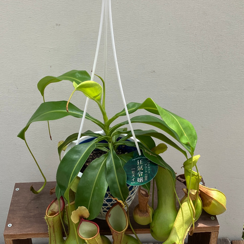 ネペンテス＊ヒスイ＊ウツボカズラ＊食虫植物＊観葉植物＊ アート