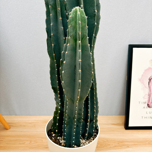 現品］22番 柱サボテン 鬼面角 3本立て 7号 観葉植物 大型 棘無し