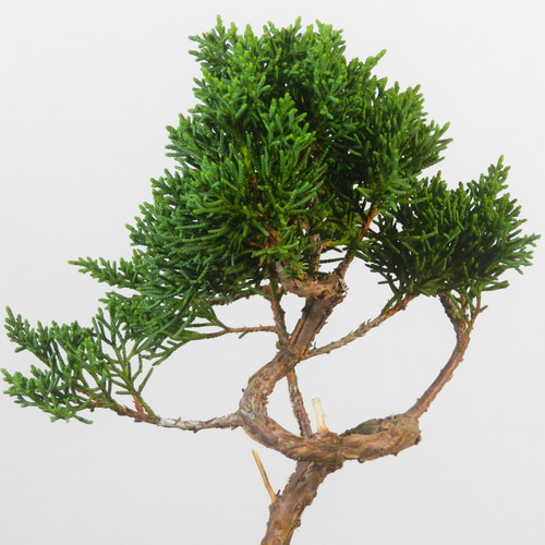 ☆ENGEI ichioki☆真柏・小品盆栽・05◇形良好・成長楽しみな