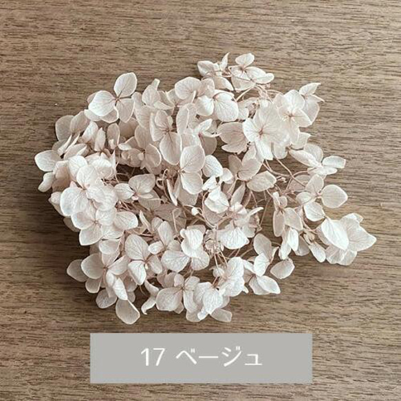 プリザーブドフラワー 17 ベージュ あじさい 紫陽花 たっぷり 約