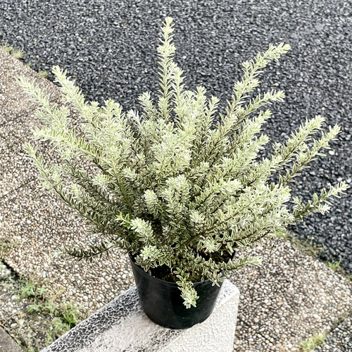 斑入り ウエストリンギア スモーキー その他インテリア雑貨 PLANTS