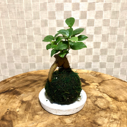 苔玉ガジュマル 苔玉 フィカス 受け皿付き 観葉植物 盆栽 Heart