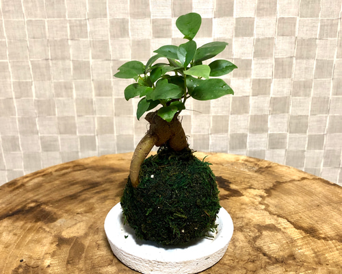 苔玉ガジュマル 苔玉 フィカス 受け皿付き 観葉植物 盆栽 Heart Cube