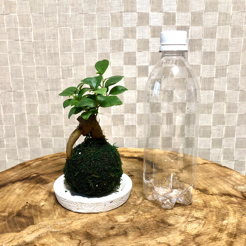 苔玉ガジュマル 苔玉 フィカス 受け皿付き 観葉植物 盆栽 Heart Cube