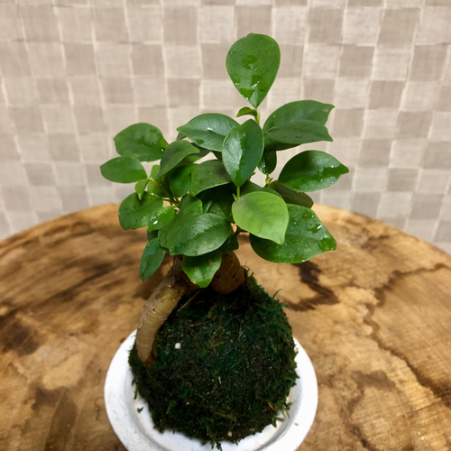 苔玉ガジュマル 苔玉 フィカス 受け皿付き 観葉植物 盆栽 Heart Cube