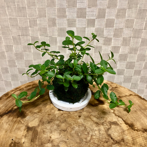 ガジュマル　インテリアランプ　観葉植物 苔 ガジュマル インテリアランプ 観葉植物 苔 ガジュマル インテリア