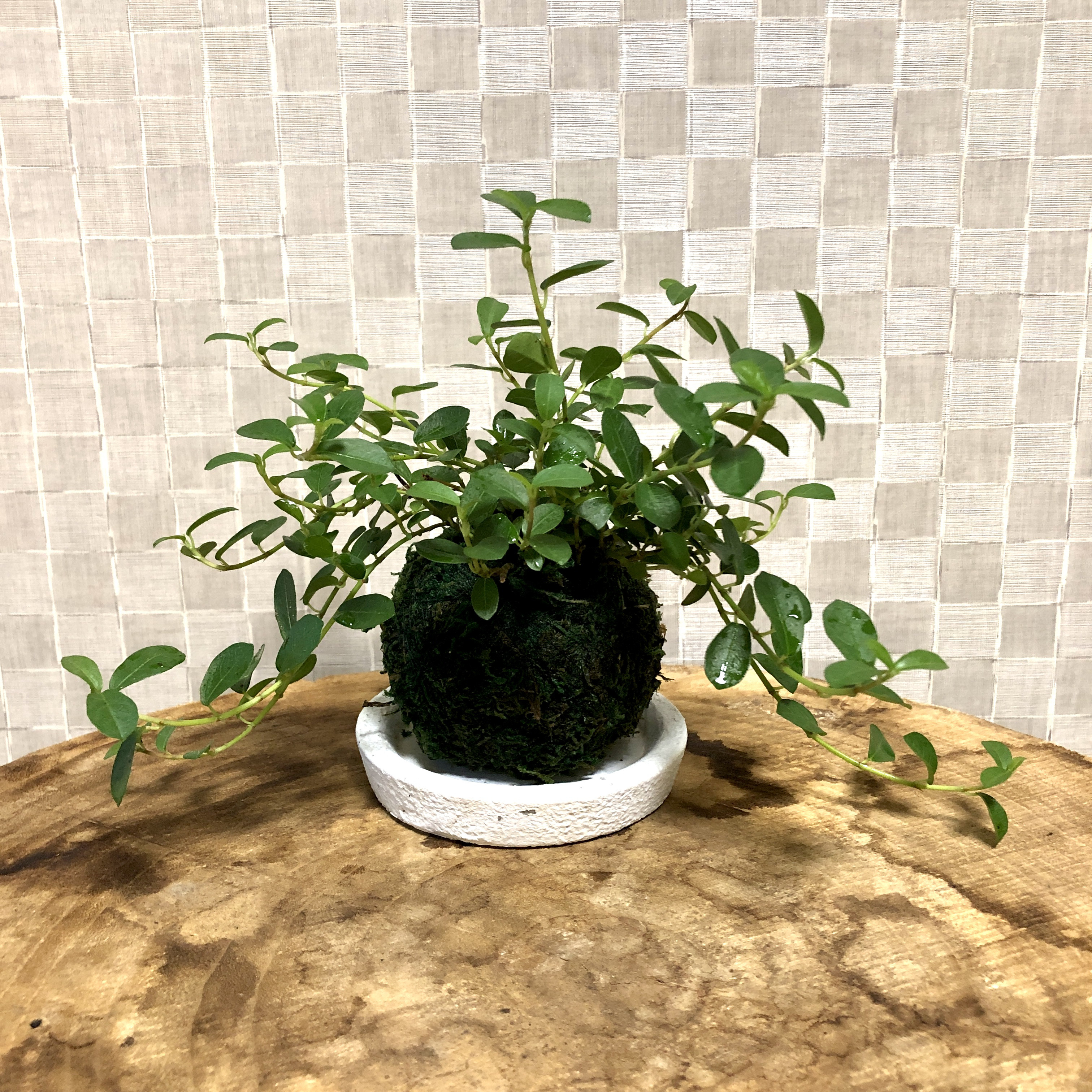苔玉の蔓性ガジュマル つるガジュ 受け皿付き 観葉植物 フィカス 盆栽