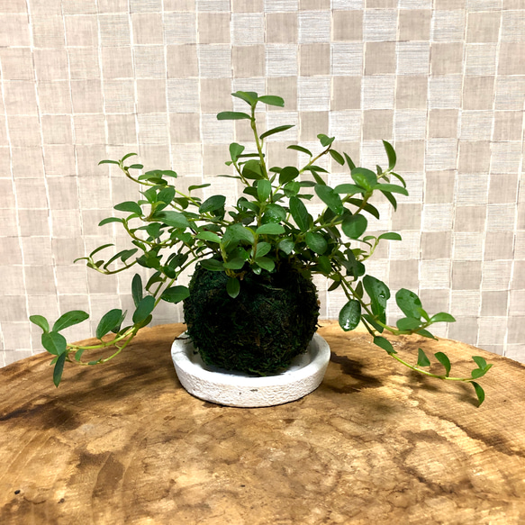 ガジュマル　インテリアランプ　観葉植物 苔 ガジュマル インテリアランプ 観葉植物 苔