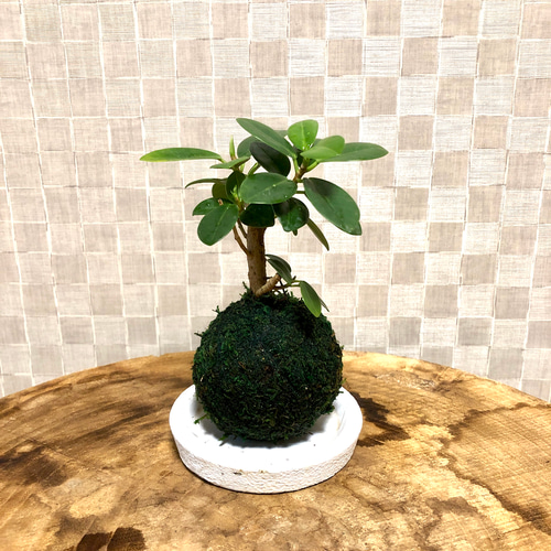 コパンダガジュマル　フィカス　植物　盆栽　インテリア 苔玉のパンダガジュマル 尖閣ガジュマル 受け皿付き 観葉植物