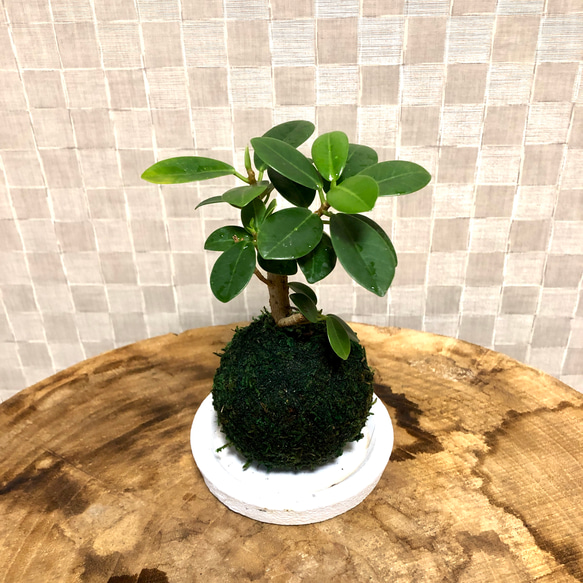 苔玉のパンダガジュマル 尖閣ガジュマル 受け皿付き 観葉植物 フィカス