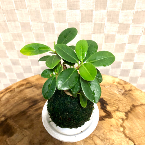 苔玉のパンダガジュマル 尖閣ガジュマル 受け皿付き 観葉植物