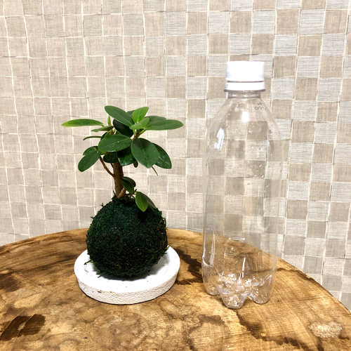 苔玉のパンダガジュマル 尖閣ガジュマル 受け皿付き 観葉植物