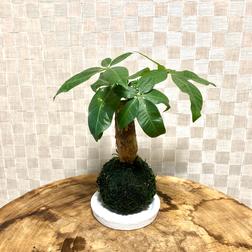 苔玉のパキラ マネーツリー 受け皿付き 観葉植物 盆栽 Heart