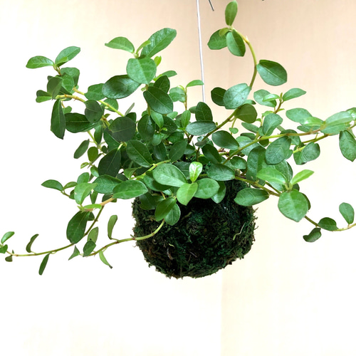 蔓性ガジュマル 苔玉ハンギング シャングリラ 観葉植物 ガジュマル