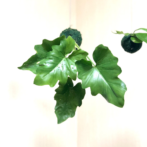 パンダ　ガジュマル　斑入り　苔玉 完売しました)ガジュマルの苔玉『個性的な形がとっても人気』 パンダ