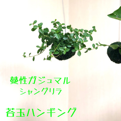ま*み様 パンダ　ガジュマル　斑入り　苔玉 ま*み様 パンダ ガジュマル 斑入り 苔玉 パンダ ガジュマル 斑入り 苔