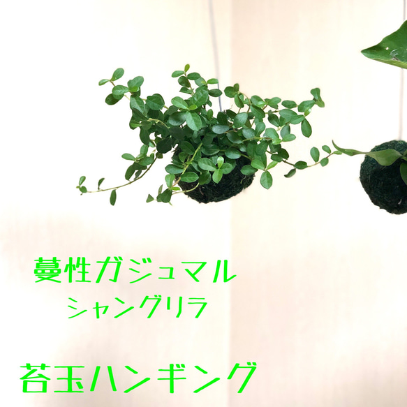 蔓性ガジュマル 苔玉ハンギング シャングリラ 観葉植物