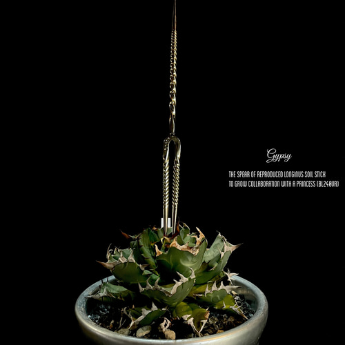 Longinus 40vr (ソイルスティック) Agave