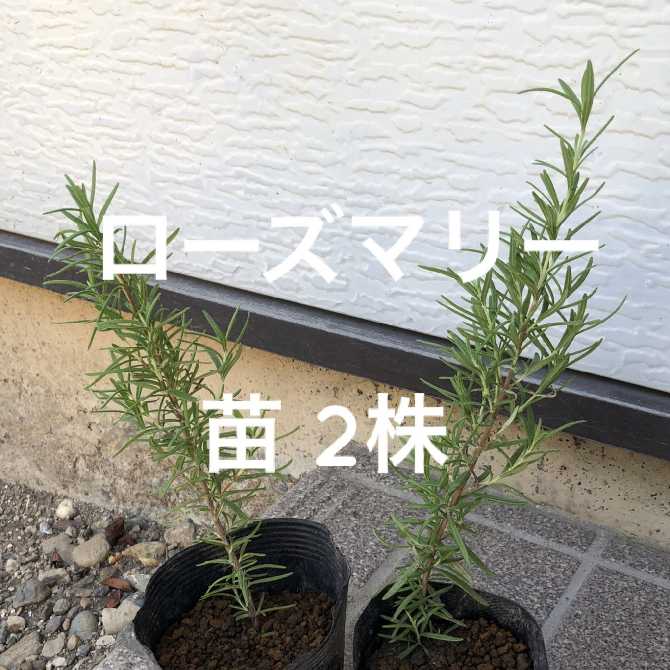 ローズマリー 苗 2株 ＊ ポット配送 ハーブ 多肉植物 ちいさな