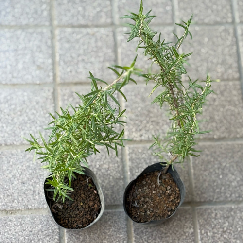 ローズマリー 苗 2株 ＊ ポット配送 ハーブ 多肉植物 ちいさな
