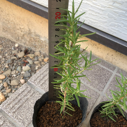 ローズマリー 苗 2株 ＊ ポット配送 ハーブ 多肉植物 ちいさなうさぎ 