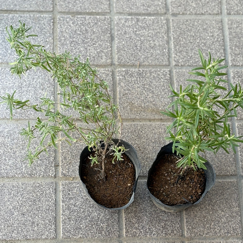 フレンチラベンダー ローズマリー 苗 各1株 ＊ ポット配送 ハーブ 多肉