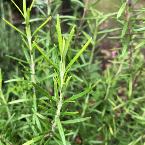 フレンチラベンダー ローズマリー 苗 各1株 ＊ ポット配送 ハーブ 多肉