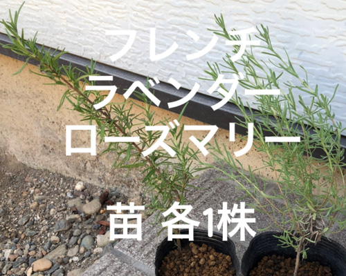 フレンチラベンダー ローズマリー 苗 各1株 ＊ ポット配送 ハーブ 多肉