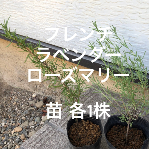 フレンチラベンダー ローズマリー 苗 各1株 ＊ ポット配送 ハーブ 多肉 
