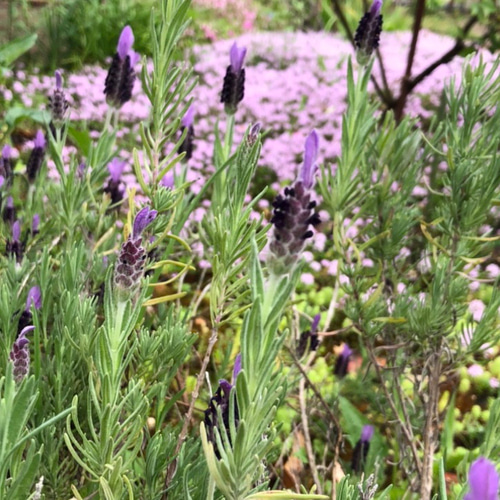 フレンチラベンダー ローズマリー 苗 各1株 ＊ ポット配送 ハーブ 多肉
