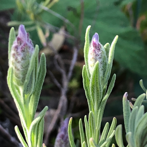 フレンチラベンダー ローズマリー 苗 各1株 ＊ ポット配送 ハーブ 多肉