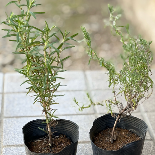 フレンチラベンダー ローズマリー 苗 各1株 ＊ ポット配送 ハーブ 多肉