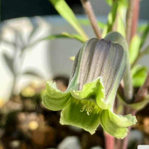 ヴィオルナ系壺型クレマチス10粒 多肉植物 植花夢 通販 18192069