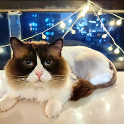 【本州送料無料】オーダーメード枕 写真枕 メモリーギフト誕生プレゼント 記念 オリジナル座布団 クッション【受注制作】 9枚目の画像