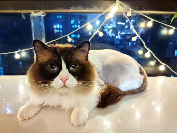 【本州送料無料】オーダーメード枕 写真枕 メモリーギフト誕生プレゼント 記念 オリジナル座布団 クッション【受注制作】 9枚目の画像