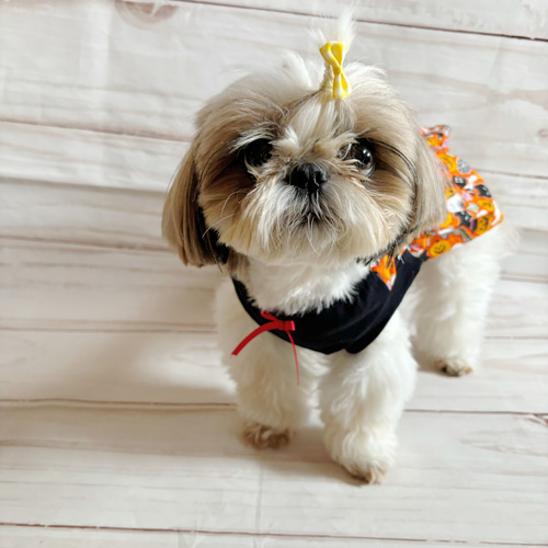 犬服　ハロウィン　バルーンワンピース 完成品】犬服 ハロウィン🎃バルーンワンピ - Miyume Dog GALLERY