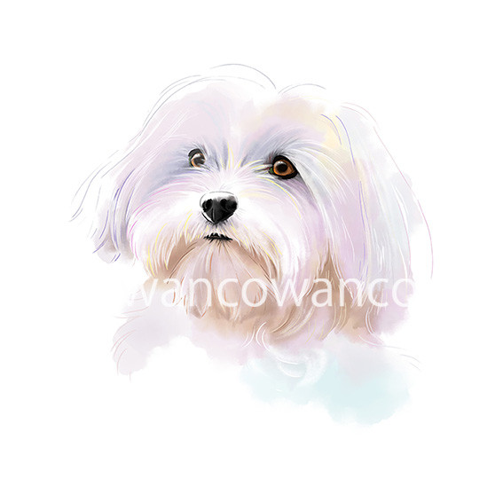 ペットイラスト似顔絵　サンプル作品　マルチーズ　肖像画　オーダーメイド
