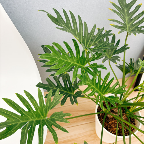 ［現品］F フィロデンドロン　ジャイアントザナドゥ　幹上がり　8号　観葉植物 現品］【珍しい】A フィロデンドロン ジャイアントザナドゥ 幹