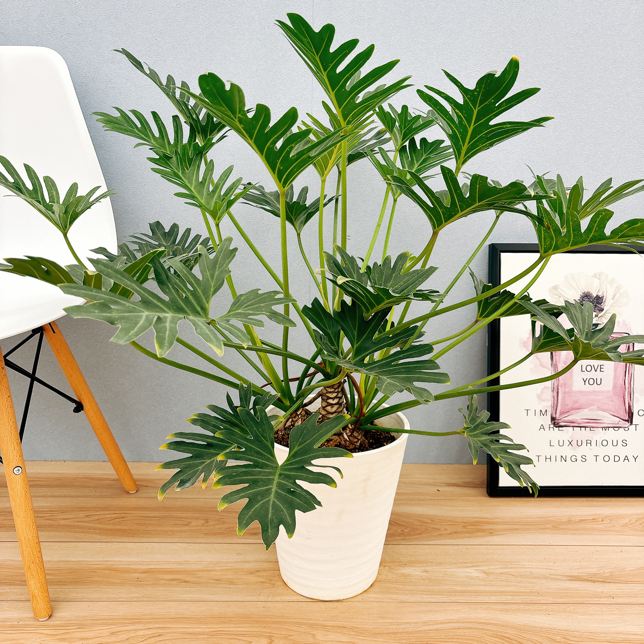 ［現品］23番　フィロデンドロン　ジャイアントザナドゥ　幹上がり　観葉植物　室内