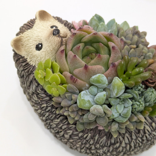 多肉植物 寄せ植えそのまま飾れる✩.*˚ハリネズミさんの多肉畑