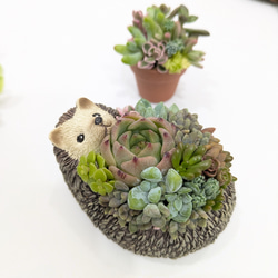 ♡多肉植物寄せ植え♡可愛いゴロンネコ♡ネコ好きさんにオススメ