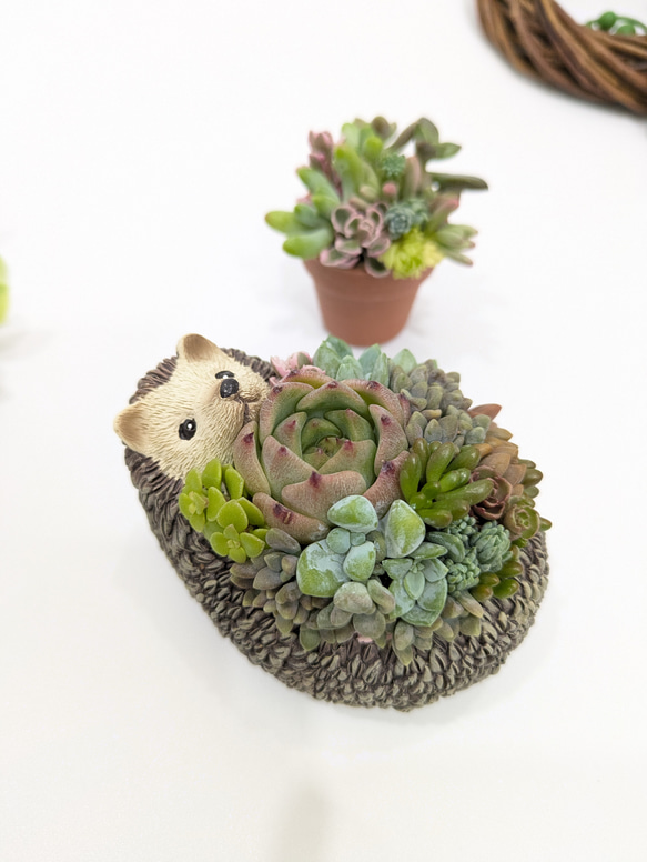 多肉植物 寄せ植えそのまま飾れる✩.*˚ハリネズミさんの多肉畑