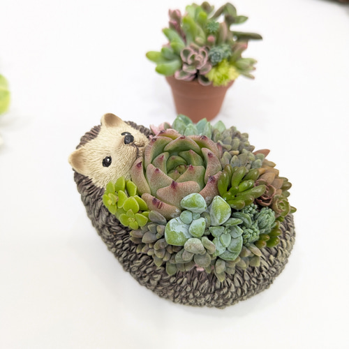多肉植物 寄せ植えそのまま飾れる✩.*˚ハリネズミさんの多肉畑