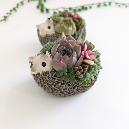 ♡多肉植物♡ハリネズミ小♡そのまま飾れる寄せ植え♡ 多肉植物