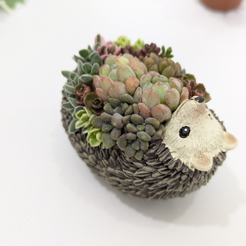 多肉植物 寄せ植え❁⃘*.゜取っ手付きカゴ ハリネズミさんの多肉畑✩.*˚ 多肉植物 寄せ植えそのまま飾れる✩.*˚ハリネズミさんの多肉畑