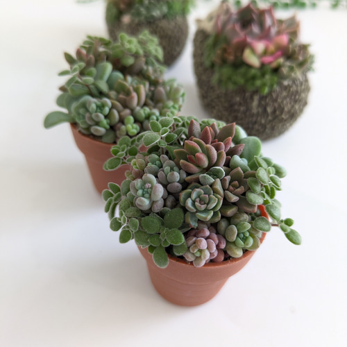 ♡多肉植物♡ハリネズミ小♡そのまま飾れる寄せ植え♡ 多肉植物